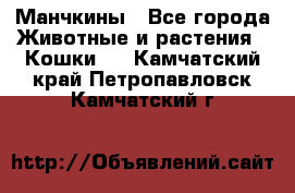 Манчкины - Все города Животные и растения » Кошки   . Камчатский край,Петропавловск-Камчатский г.